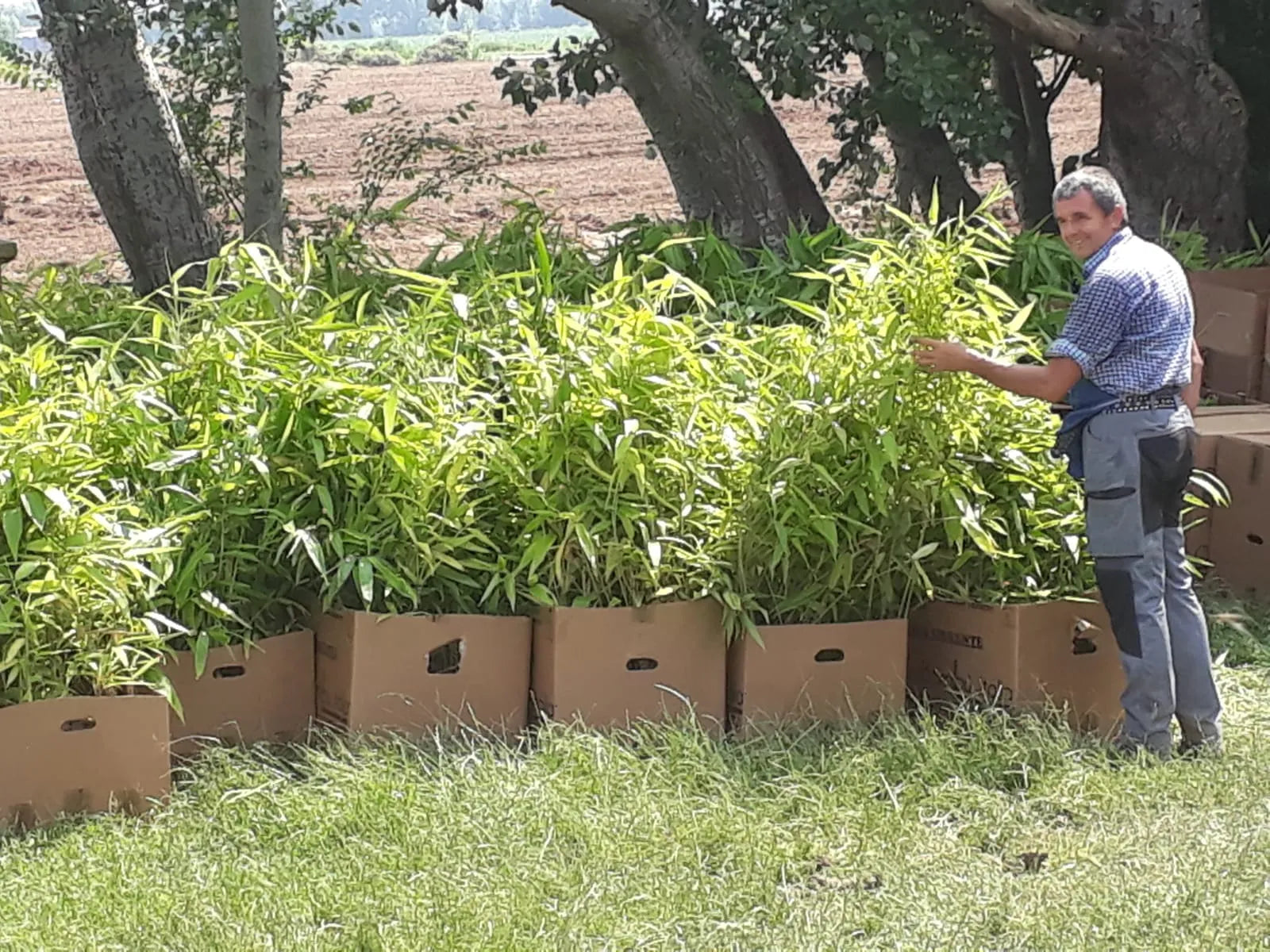Piante di bambù nel campo