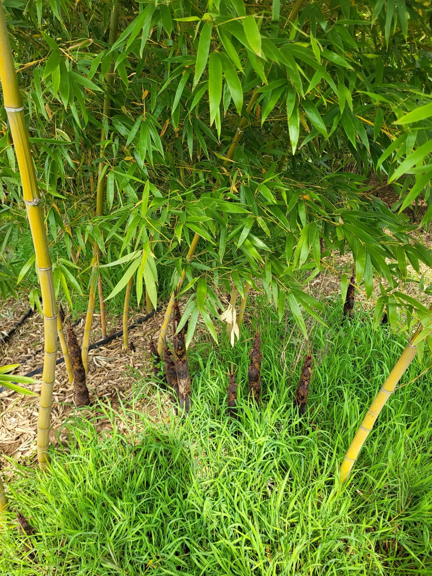 Cura delle piante di bambù